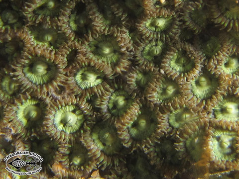 Image de zoanthaires