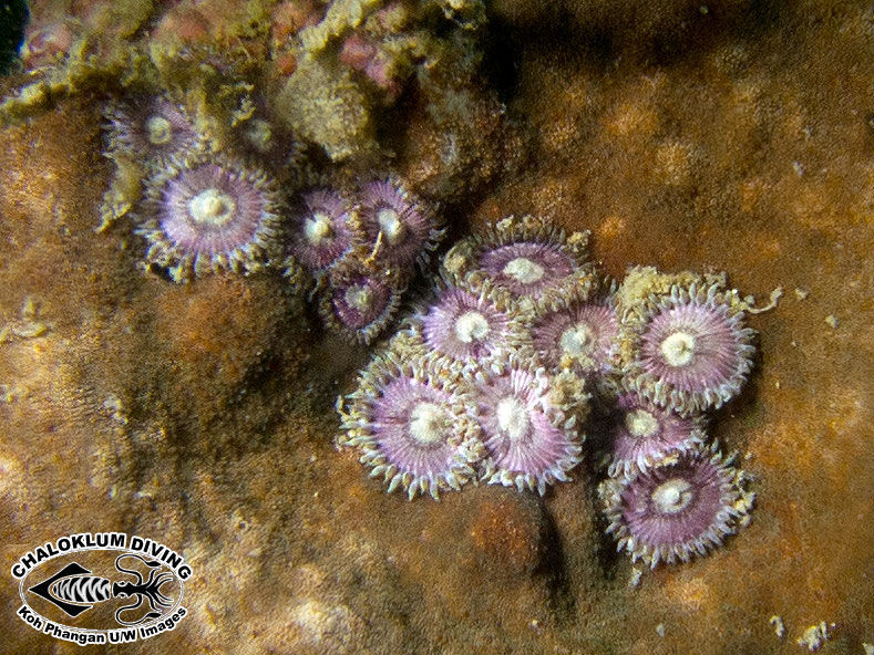 Image of zoanthids