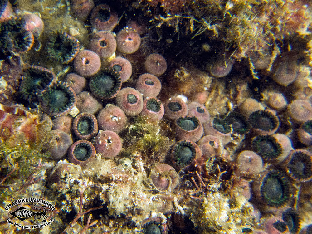 Image of zoanthids