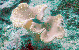 صورة Alcyoniidae Lamouroux 1812