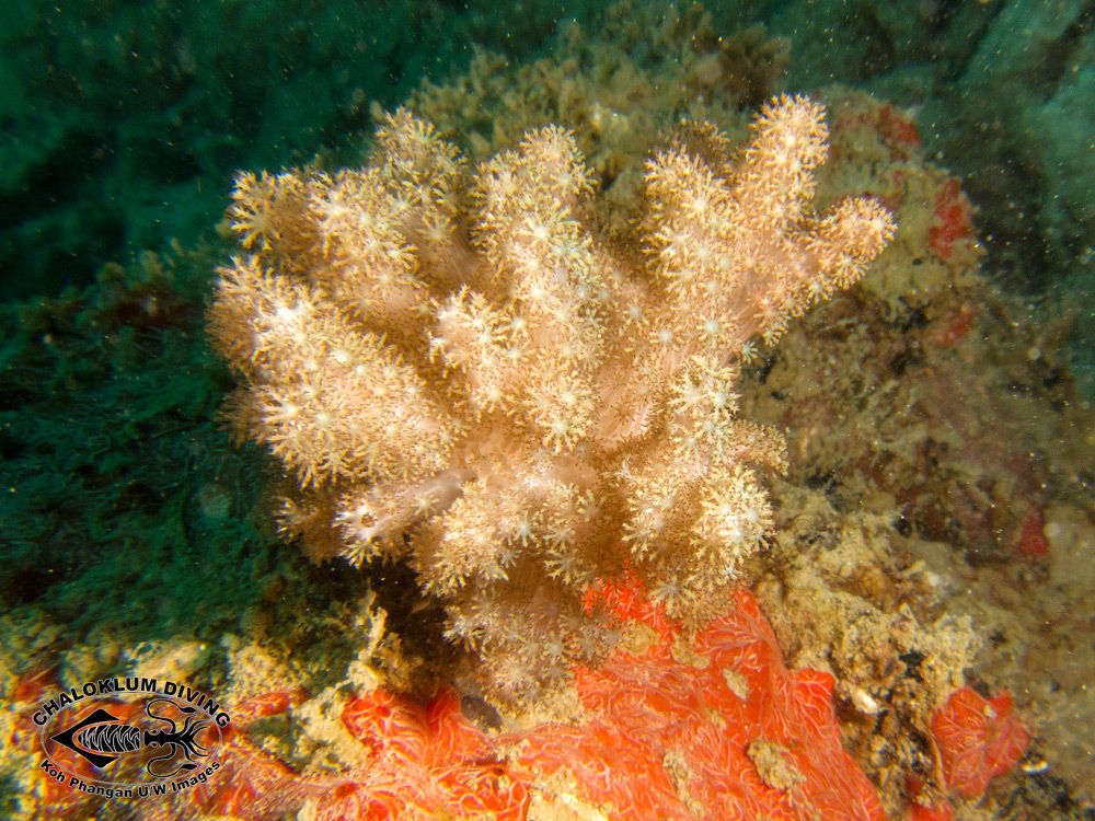 Image of Alcyoniidae Lamouroux 1812