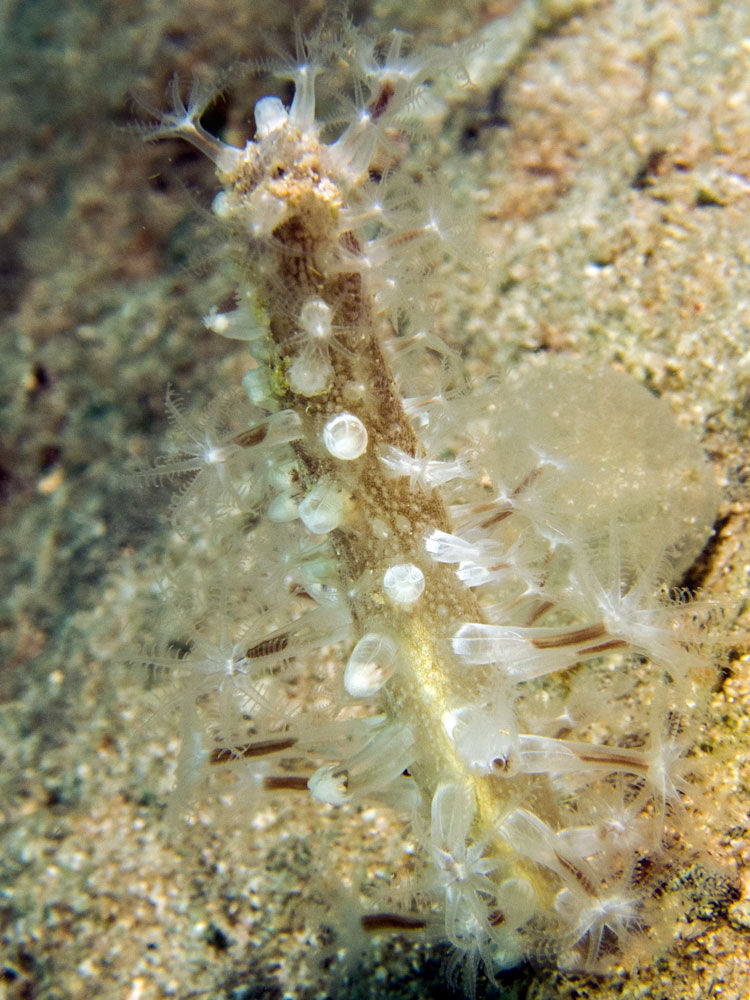 Image of sea pens