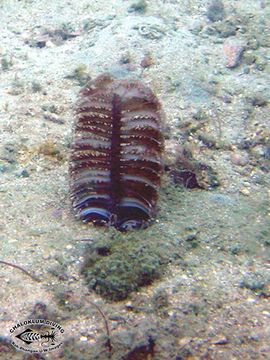 Image of sea pens