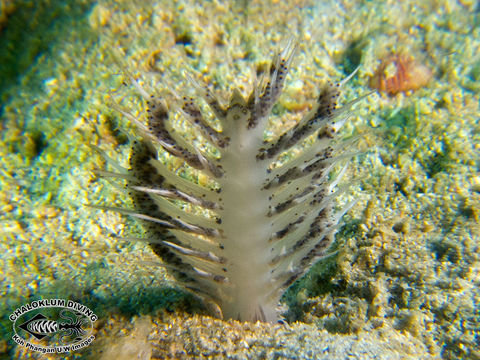 Image of sea pens