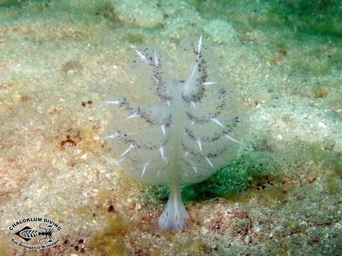 Image of sea pens