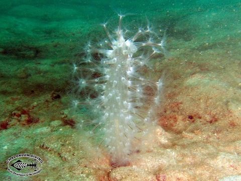 Image of sea pens