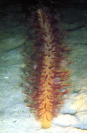 Image of sea pens