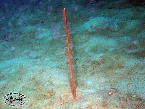 Image of sea pens