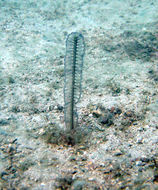 Image of sea pens