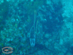 Image of box jellyfish