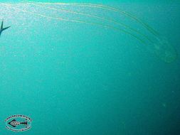 Image of box jellyfish