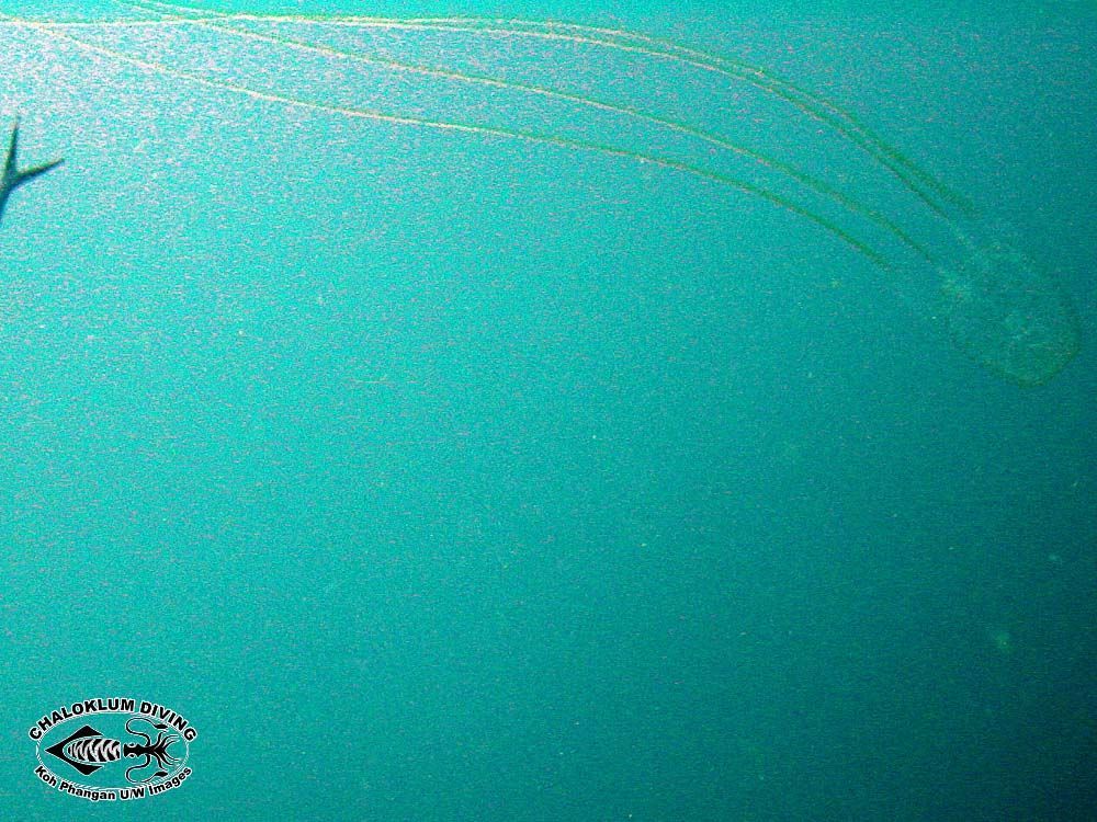 Image of box jellyfish