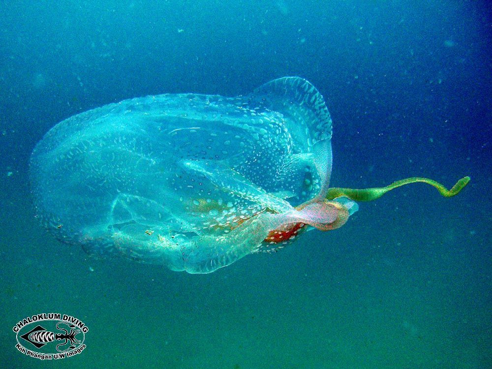 Image of box jellyfish