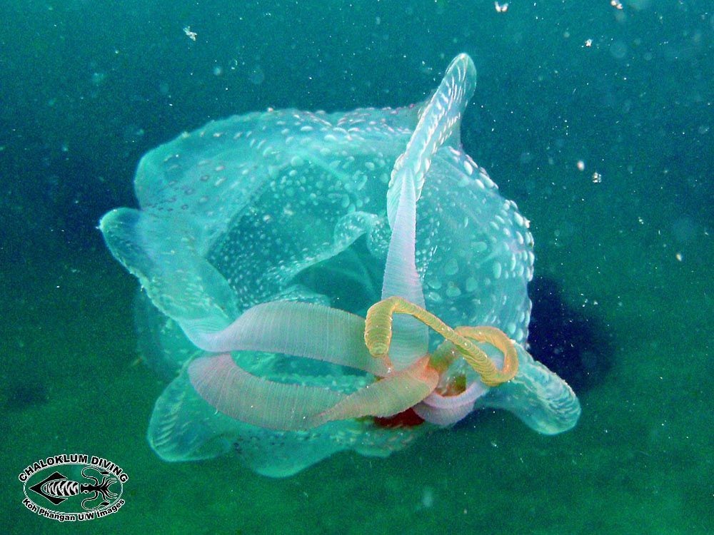 Image of box jellyfish