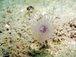 Image of Tubulariidae Goldfuss 1818