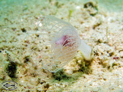 Image of Tubulariidae Goldfuss 1818