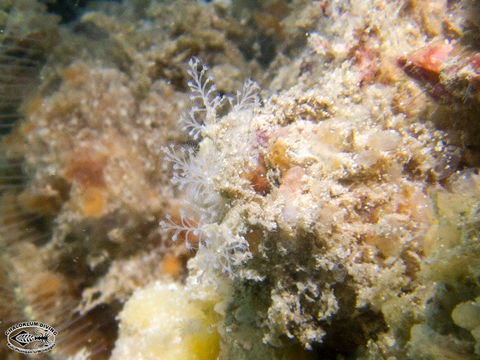 Image of hydrozoans