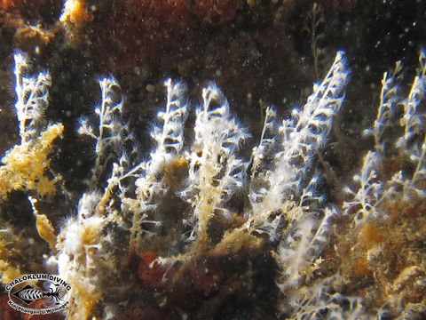 Image of hydrozoans