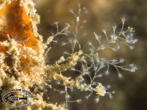 Image of hydrozoans