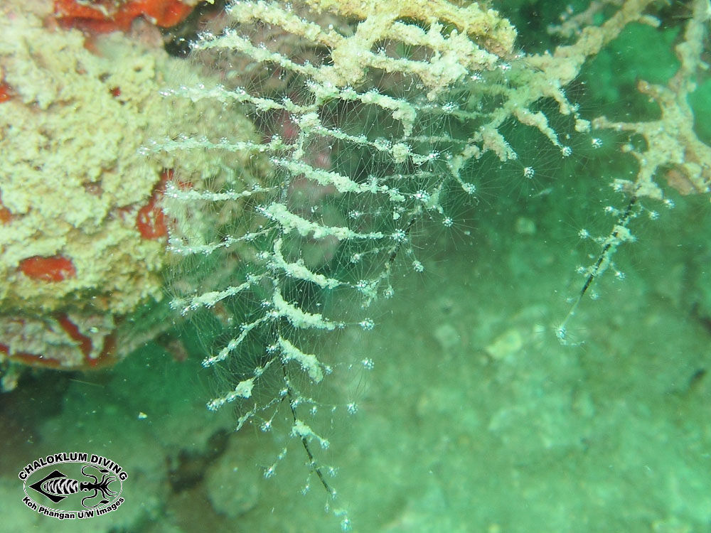 Image of hydrozoans