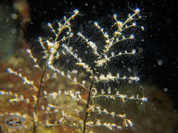 Image of hydrozoans