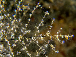 Image of hydrozoans