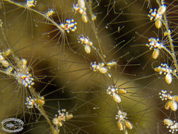 Image of hydrozoans