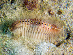 Image of fire worms
