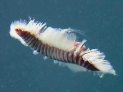 Image of fire worms