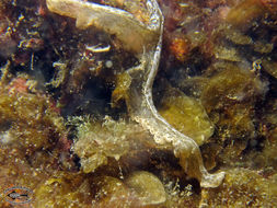 Image of spoon worms
