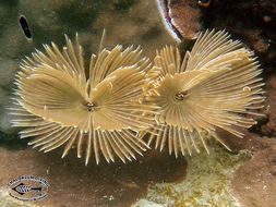 Image of feather duster worms