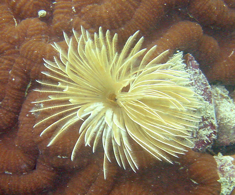 Image of feather duster worms