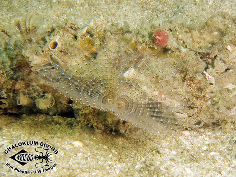 Image of feather duster worms