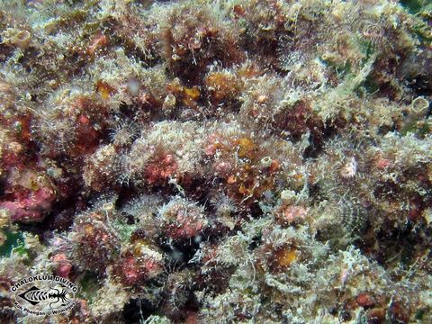 Image of feather duster worms