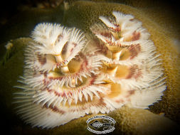 Image of Christmas tree worm