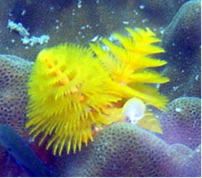 Image of Christmas tree worm