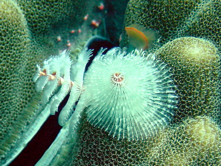 Image of Christmas tree worm