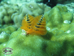 Image of Christmas tree worm