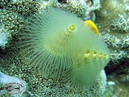 Image of Christmas tree worm