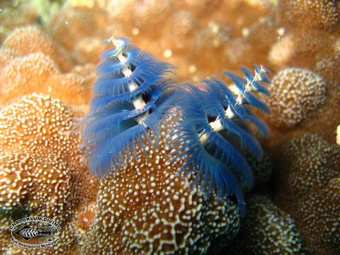 Image of Christmas tree worm