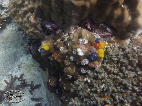 Image of Christmas tree worm