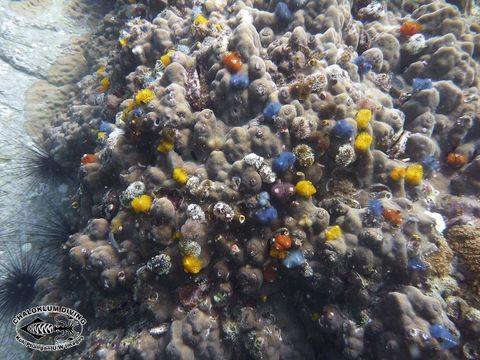 Image of Christmas tree worm