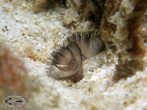 Image of Brown whirl tubeworm