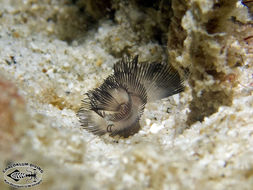 Image of Brown whirl tubeworm