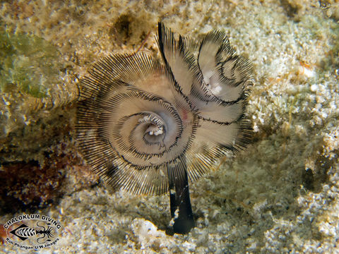 Image of Brown whirl tubeworm
