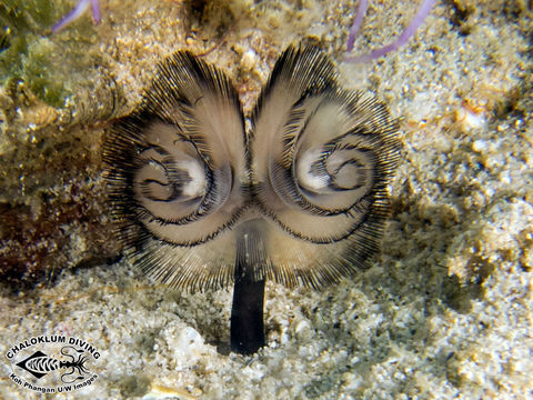 Image of Brown whirl tubeworm