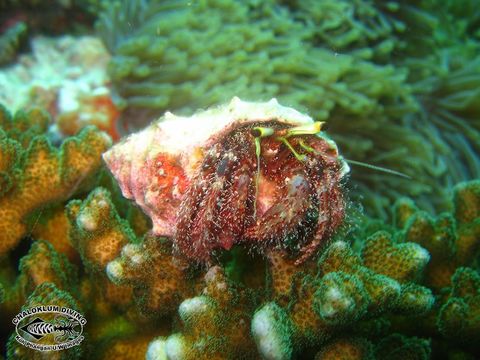 Image of Sand hermit crab