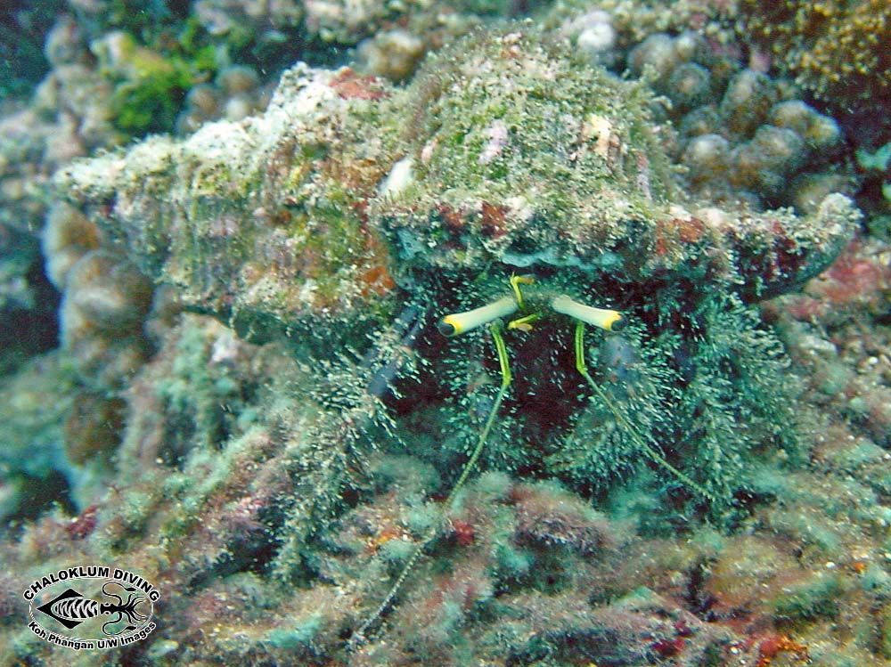 Image of Sand hermit crab