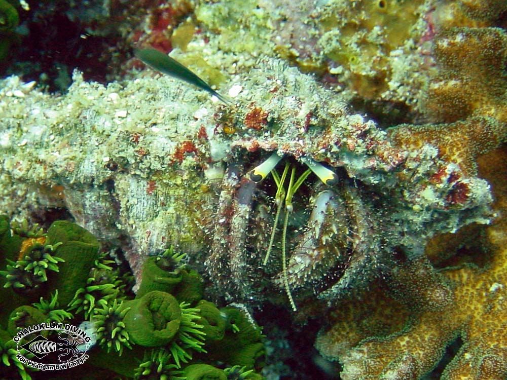 Image of Sand hermit crab