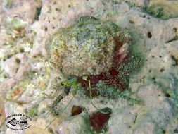 Image of Sand hermit crab